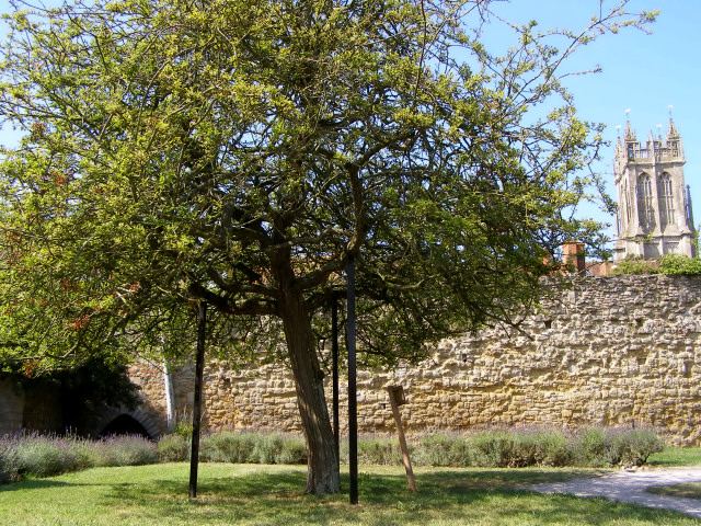 El espino sagrado de Glastonbury en los jardines de la abadía