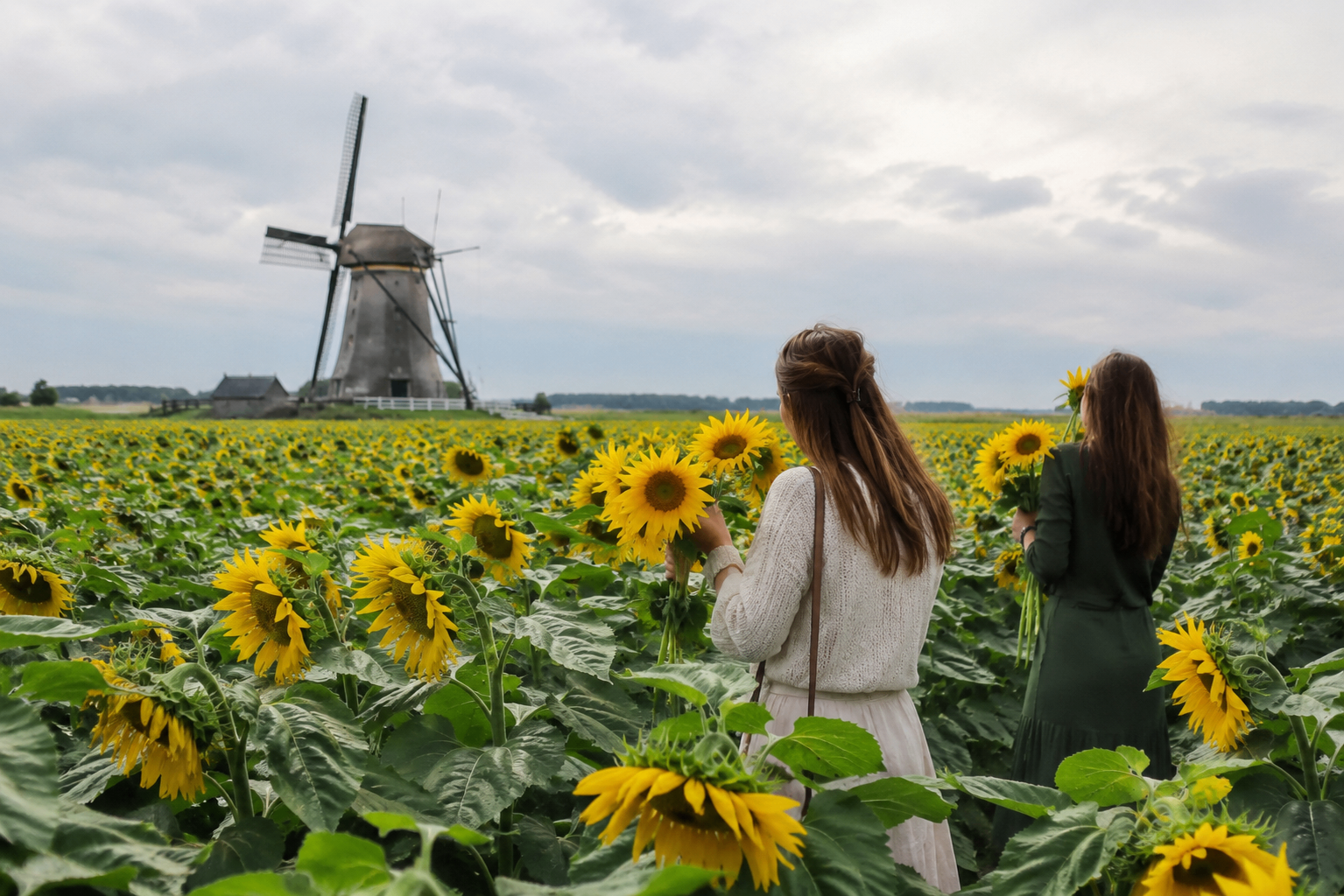 Sunflower field with countryside windmill