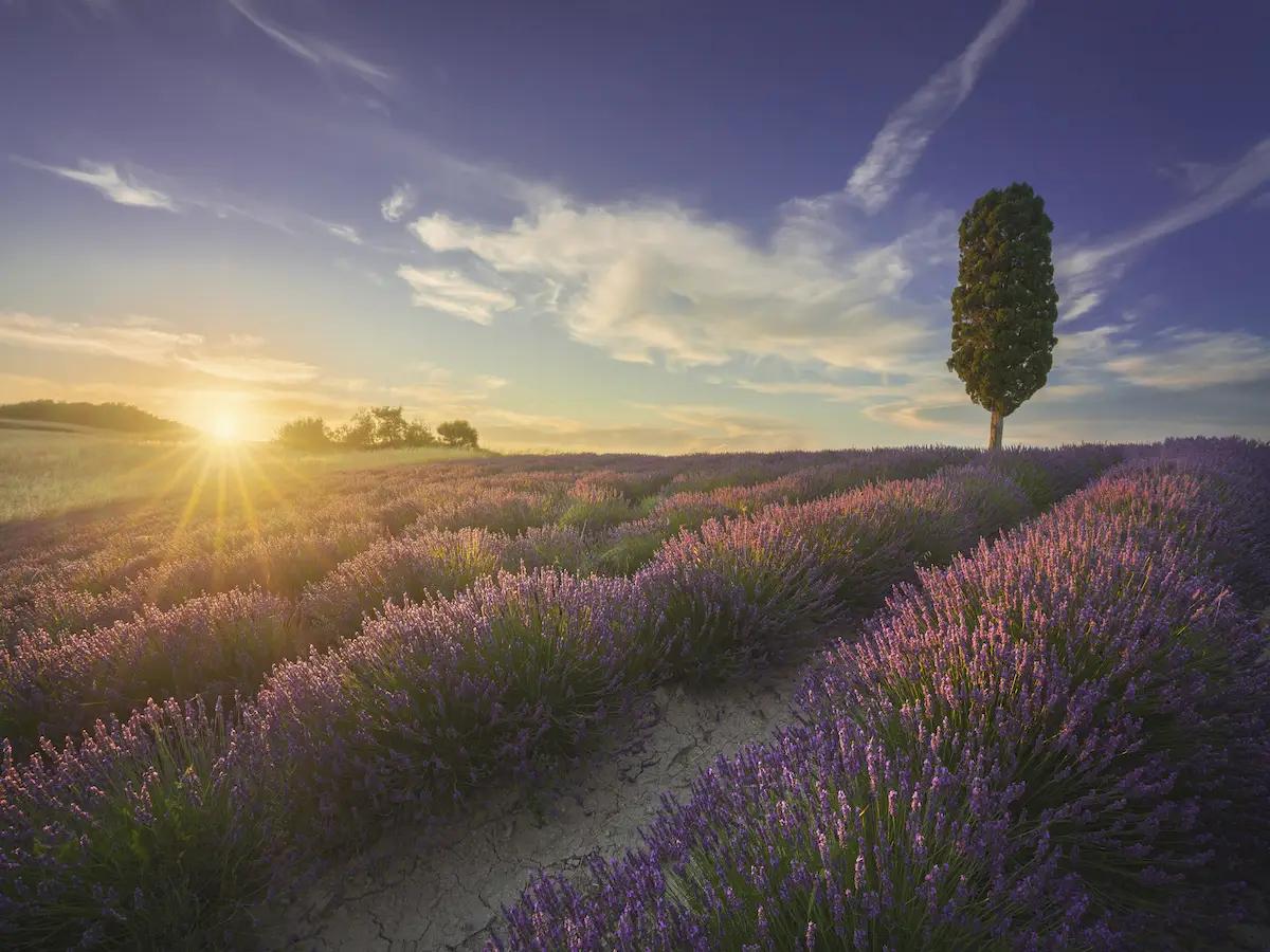 Lone cypress in a sunlit lavender field